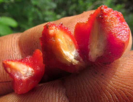 BUNCHOSIA GLANDULOSA, opened fruit showing nutlets