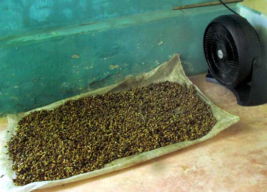 drying Neem seeds