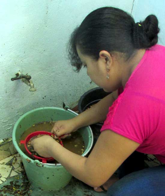 removing Neem seeds from pulp and skin