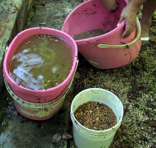 removing Neem seeds from pulp and skin