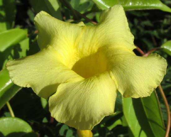 PENTALINON ANDRIEUXII, flower from front