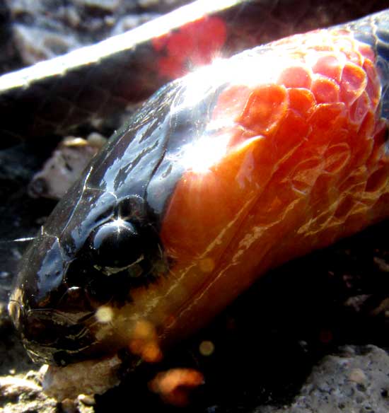 Ringed Snail-eater, SIBON SARTORII, head showing scales