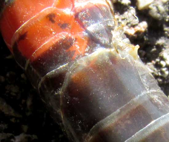 Ringed Snail-eater, SIBON SARTORII, undivided anal plate