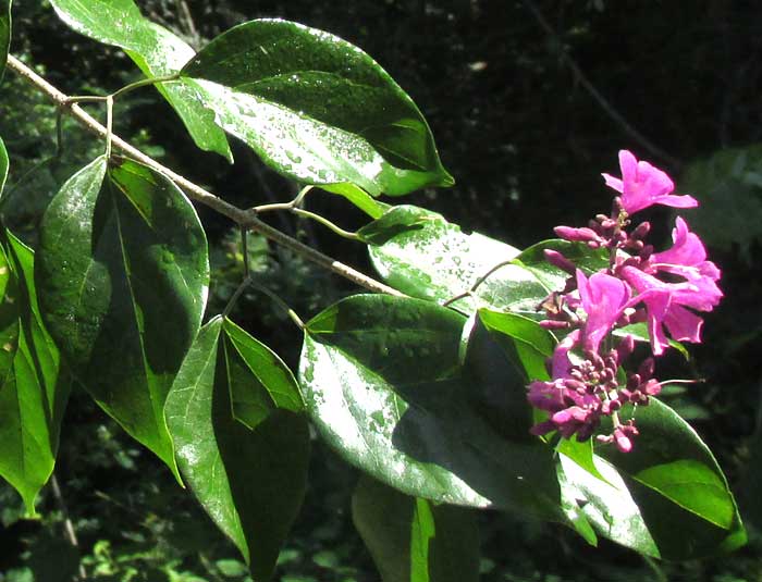 ARRABIDAEA FLORIBUNDA