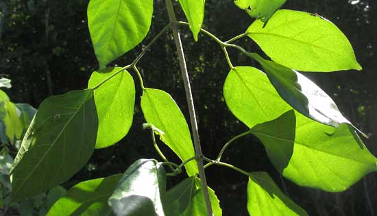 ARRABIDAEA FLORIBUNDA, leaves