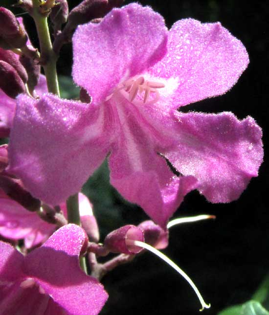 ARRABIDAEA FLORIBUNDA, flower, front