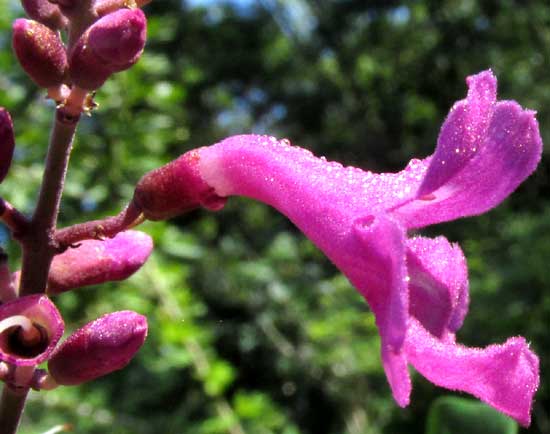 ARRABIDAEA FLORIBUNDA, flower from side