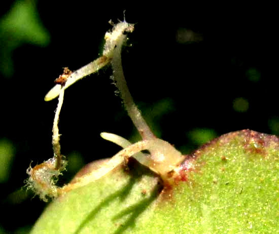 BRYOPHYLLUM PINNATUM, rootlets forming beneath blade