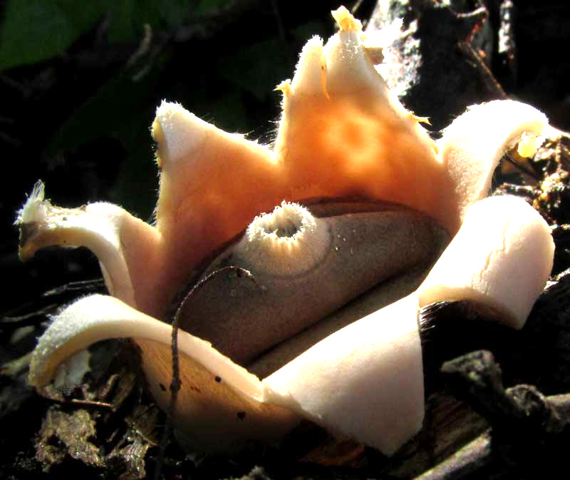 Earthstar, GEASTRUM SACCATUM