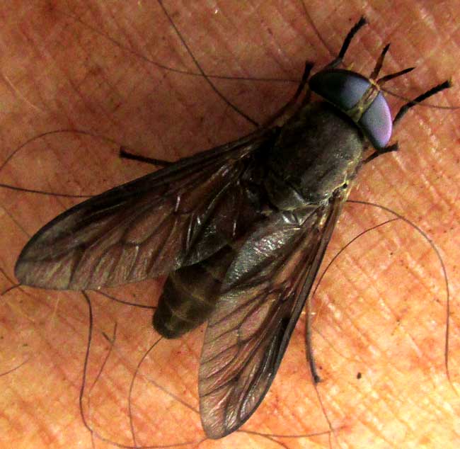 horsefly on human skin