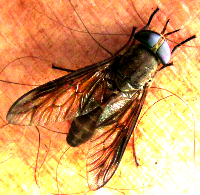 horsefly on human skin