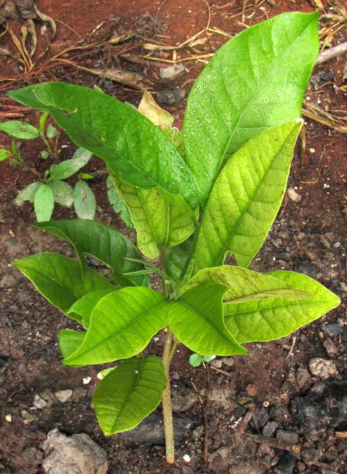 Ackee tree seedling showing interveinal chlorosus