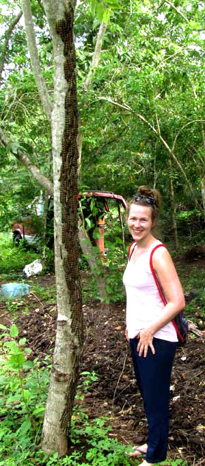 ARSENURA ARMIDA, clustering on tree trunk