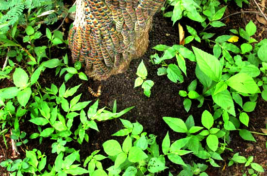 ARSENURA ARMIDA, fecal pellets at base of tree