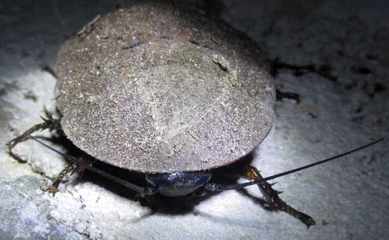 True Death's Head Cockroach, BLABERUS CRANIIFER, immature from front