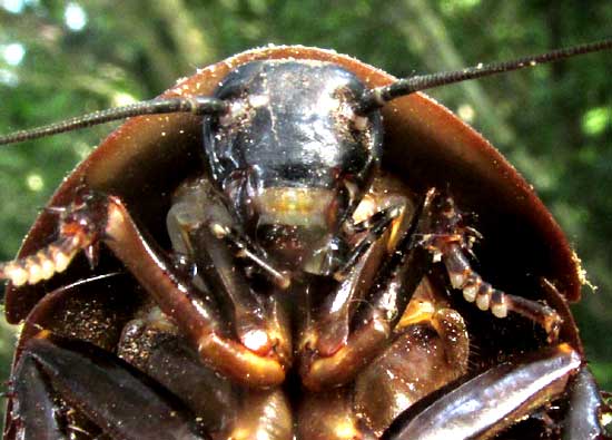True Death's Head Cockroach, BLABERUS CRANIIFER, front from below
