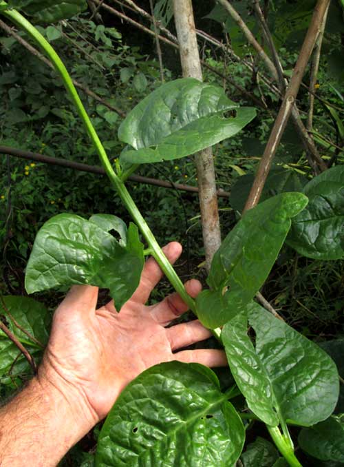 Climbing Spinach, BASELLA ALBA