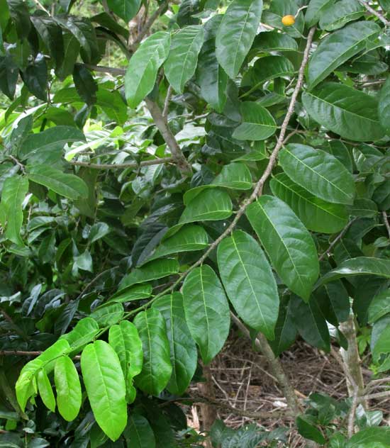 CASEARIA CORYMBOSA, leaves and fruit