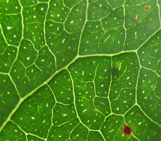 CASEARIA CORYMBOSA, leaf with pelllucid dots and streaks
