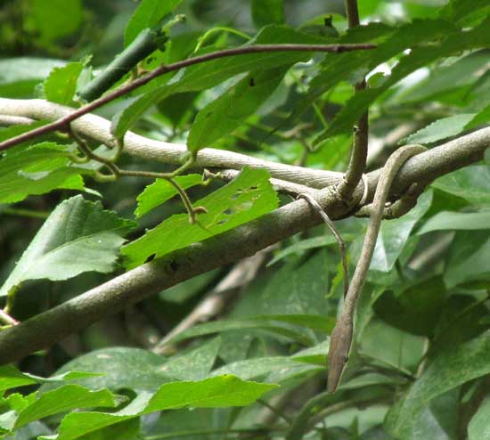 Brown Vine Snake, OXYBELIS AENEUS, waiting for prey