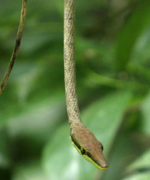 Brown Vine Snake, OXYBELIS AENEUS, head dangling, waiting for prey