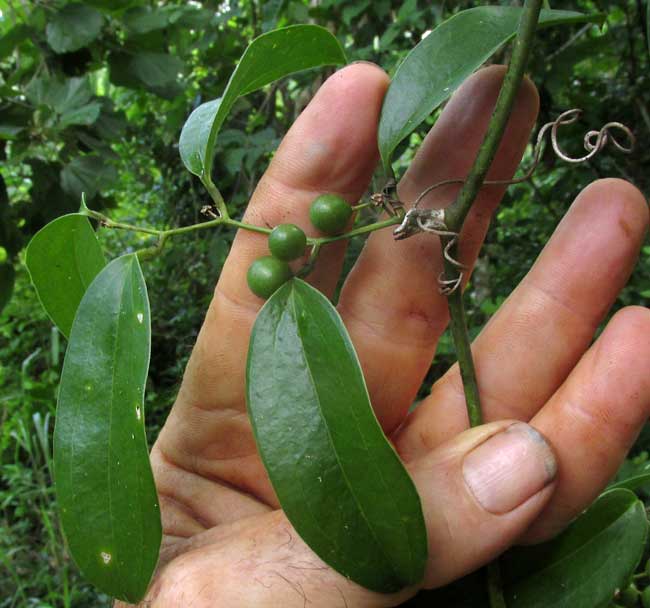 greenbriar, SMILAX SPINOSA