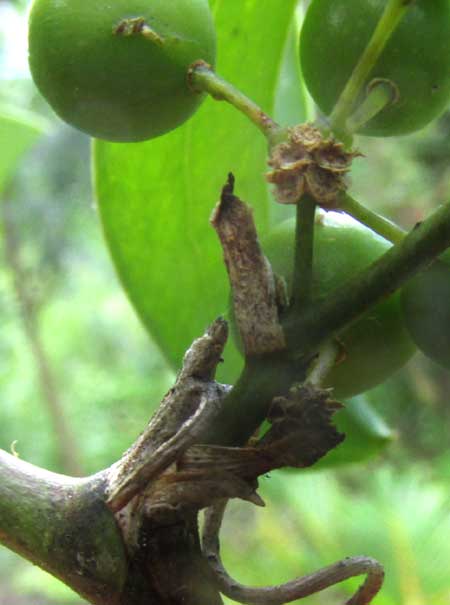 greenbriar, SMILAX SPINOSA, spine and peduncle