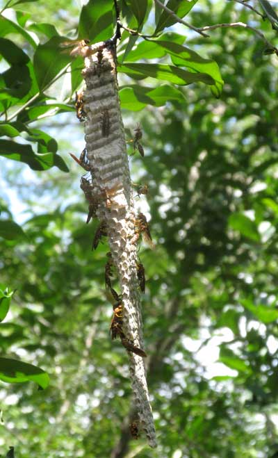 side view of nest of paper wasp, POLISTES INSTABILIS