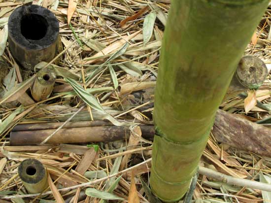 DENDROCALAMUS STRICTUS, hollow culms