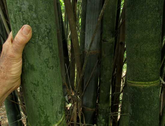 DENDROCALAMUS STRICTUS, culms up close