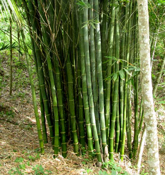 DENDROCALAMUS STRICTUS, culms