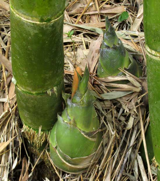 DENDROCALAMUS STRICTUS, sprouts