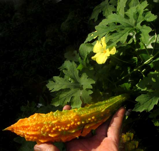 Balsam Apple, MOMORDICA BALSAMINA, fruit, male flower and leaves