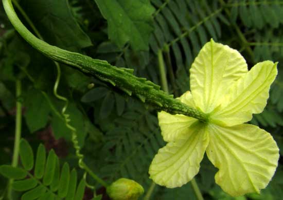 Balsam Apple, MOMORDICA BALSAMINA, female flower showing inferiorovary