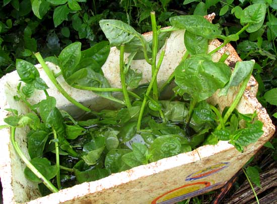 Climbing Spinach, BASELLA ALBA, rooting stem sections