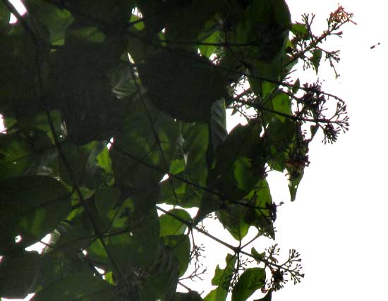 EXOSTEMA MEXICANUM, flowering in canopy