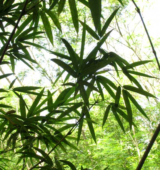 Yellow Groove Bamboo, PHYLLOSTACHYS AUREOSULCATA 'SPECTABILIS', leaves