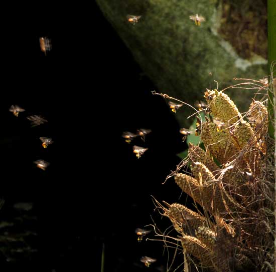 Oil Palm, bees at male flowers