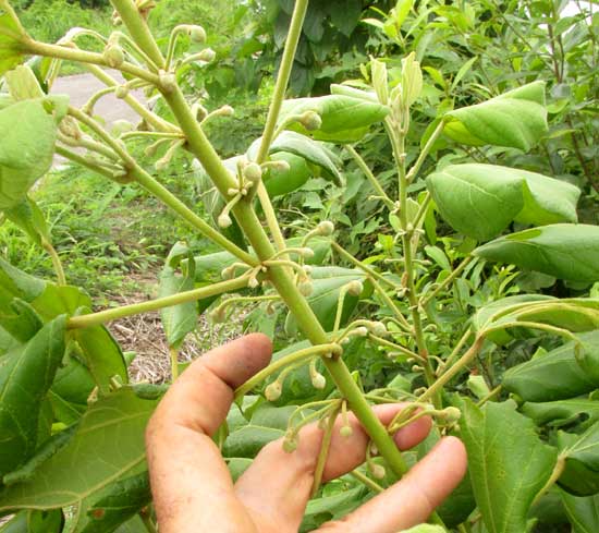 HAMPEA TRILOBATA, as roadside weedy bush