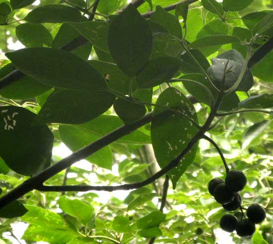 Fiddlewood, VITEX GAUMERI, fruits and leaves