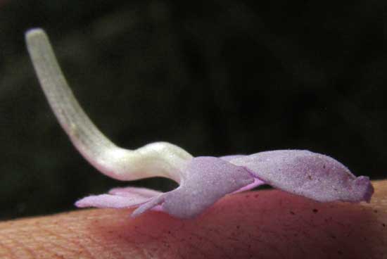 STACHYTARPHETA JAMAICENSIS, corolla side view