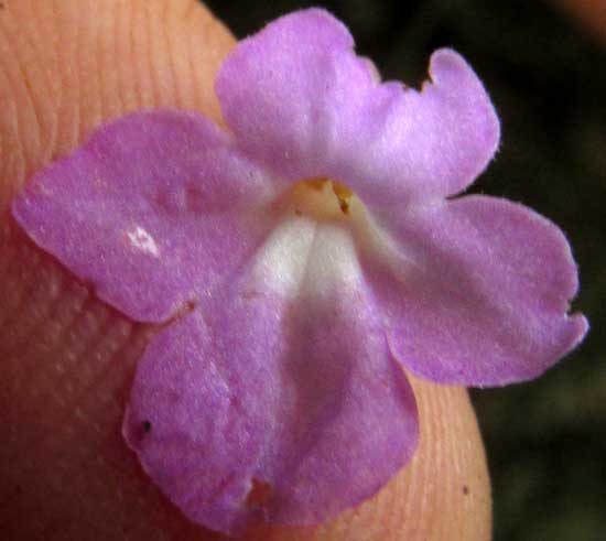 STACHYTARPHETA JAMAICENSIS, corolla from front