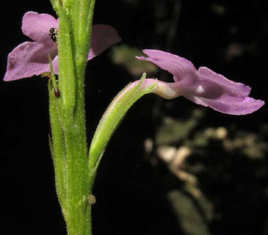 STACHYTARPHETA JAMAICENSIS, flowers