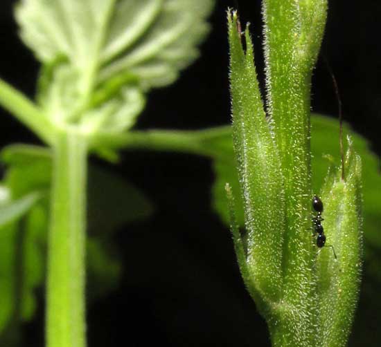 STACHYTARPHETA JAMAICENSIS; immature fruits