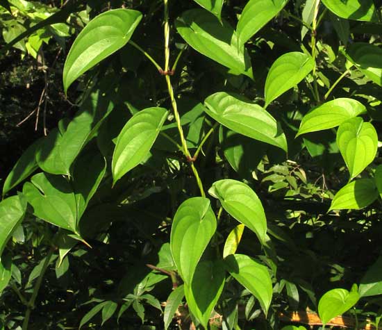 Winged Yam, DIOSCOREA ALATA