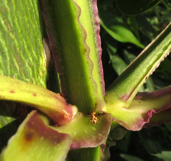 Winged Yam, DIOSCOREA ALATA, wings on stem