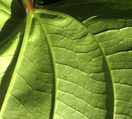 Winged Yam, DIOSCOREA ALATA, leaf venation