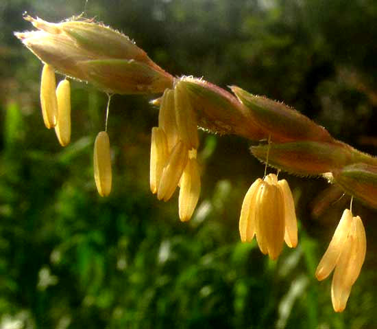 Corn, or Maize, ZEA MAYS, male flowers with dangling anthers