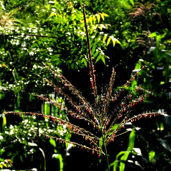 Corn, or Maize, ZEA MAYS, male flowers, tassel