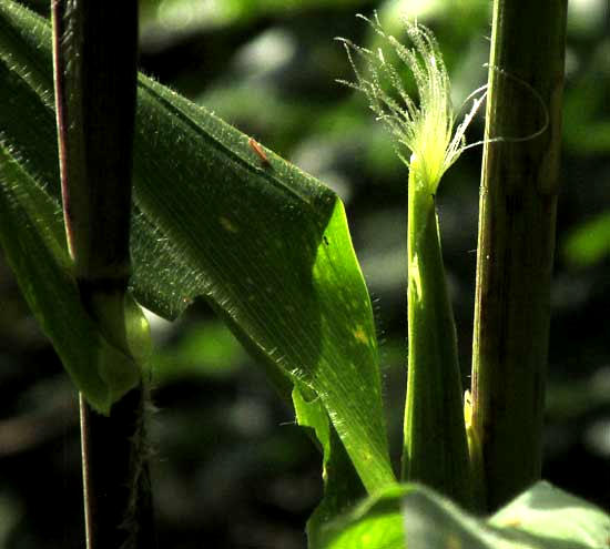 Corn, or Maize, ZEA MAYS, silks arising from young corn, the styles